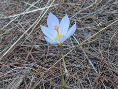 Crocus cancellatus mazziaricus