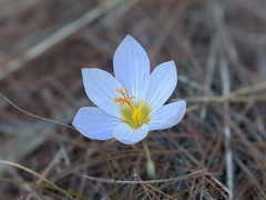 Crocus cancellatus mazziaricus