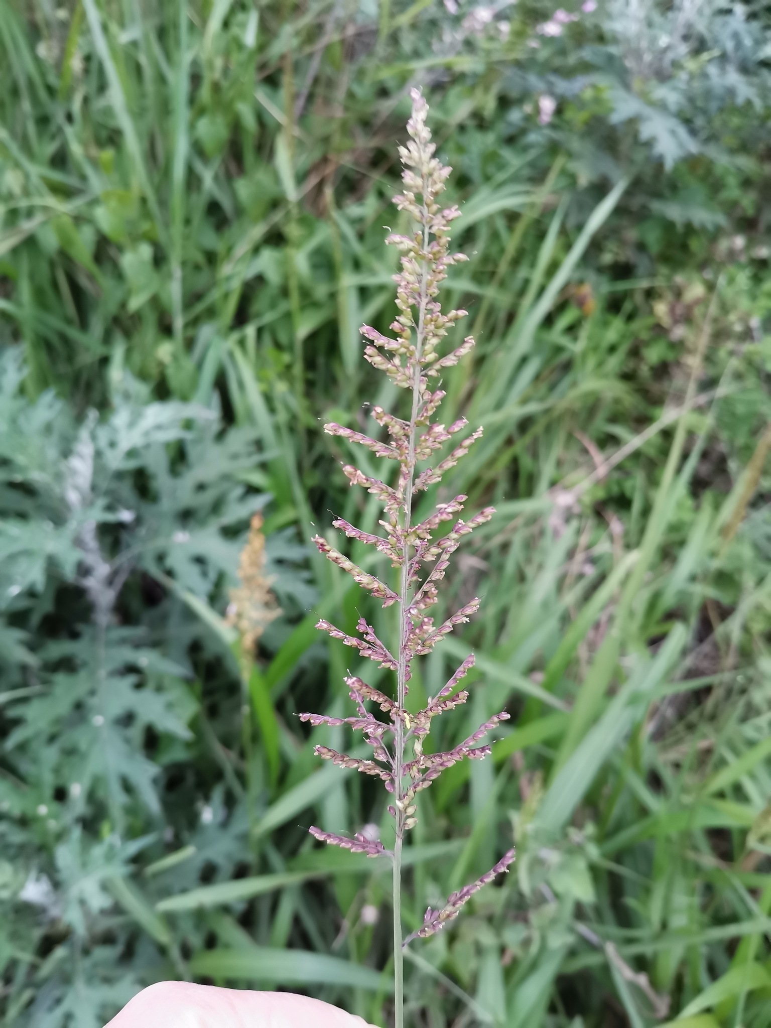(c) Alison Young, certains droits réservés (CC BY-NC) https://www.inaturalist.org/observations/99188492