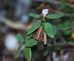 Rhododendron adamsii