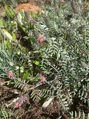 Indigofera malacostachys