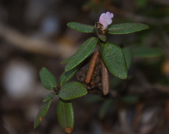 Rhododendron adamsii