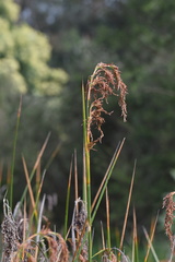 Machaerina articulata