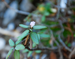 Rhododendron adamsii