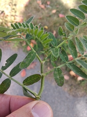 Astragalus cicer