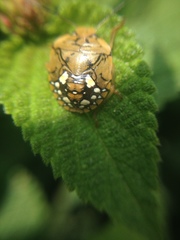 Chinavia marginata