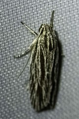 Leistarcha
