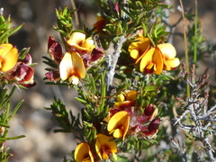 Pultenaea penna