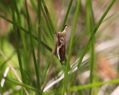 Ancylis apicella