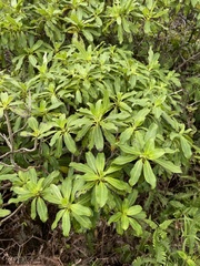Coprosma longifolia