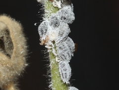 Phenacoccus solenopsis