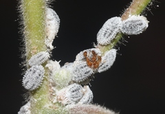 Phenacoccus solenopsis