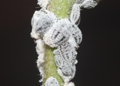 Phenacoccus solenopsis