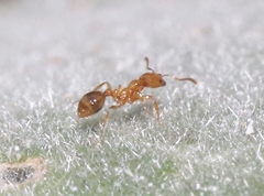 Solenopsis aurea