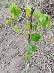 Dioscorea dregeana