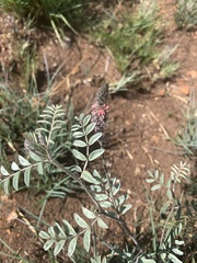 Indigofera malacostachys