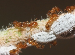 Solenopsis aurea