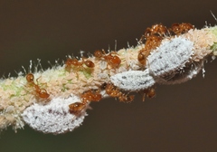 Solenopsis aurea