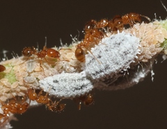 Solenopsis aurea