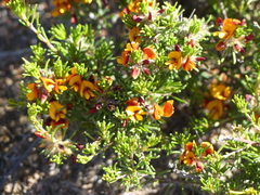 Pultenaea penna