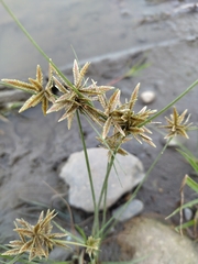 Cyperus
