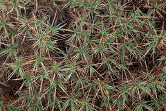 Astragalus balearicus