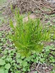 Asparagus falcatus