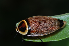 Ellipsidion reticulatum