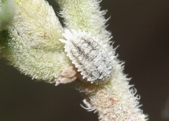 Phenacoccus solenopsis