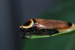Ellipsidion reticulatum