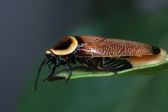 Ellipsidion reticulatum
