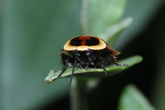 Ellipsidion reticulatum
