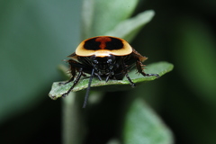 Ellipsidion reticulatum
