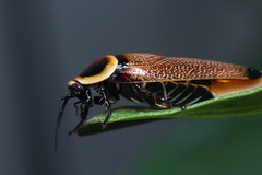 Ellipsidion reticulatum