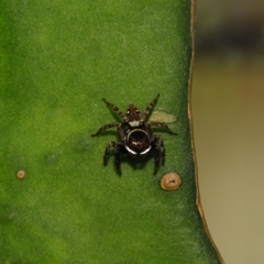 Hasarius adansoni