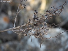 Asphodeline brevicaulis