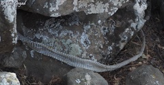 Dolichophis jugularis