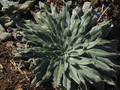 Echium glomeratum