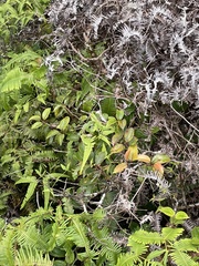 Perrottetia sandwicensis