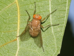 Ormia ochracea