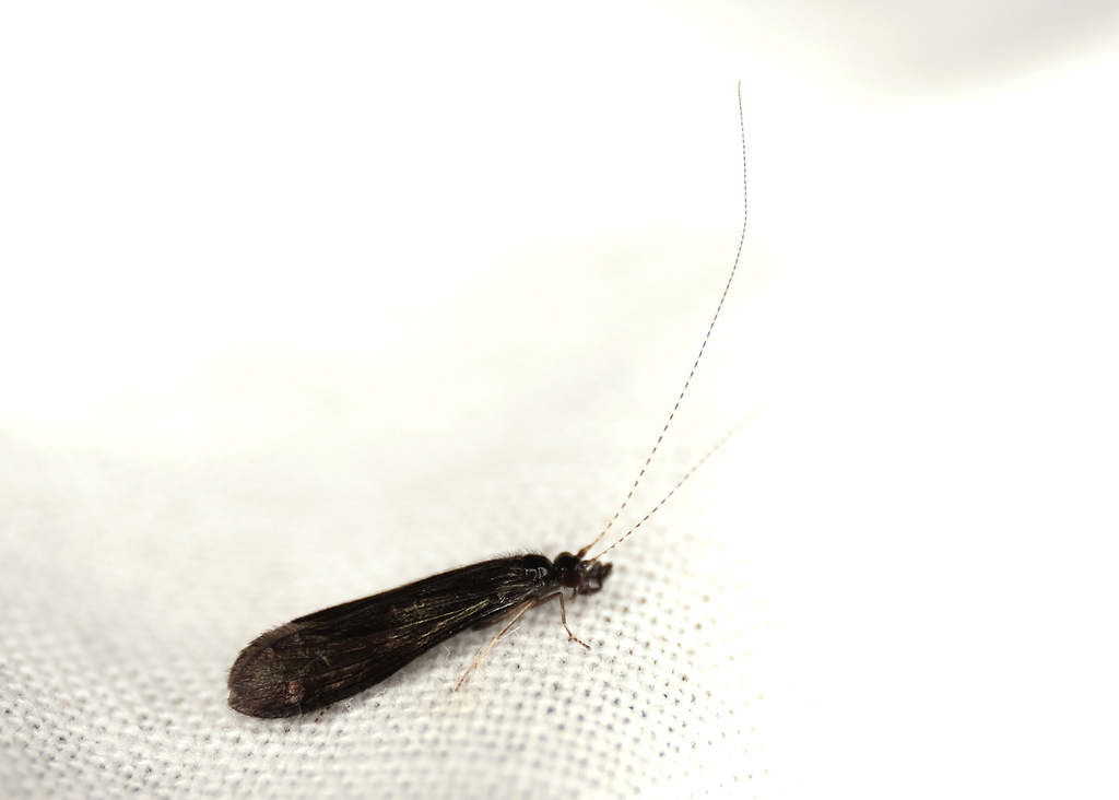 Mystacides alafimbriatus