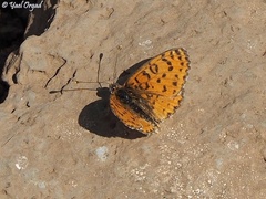 Melitaea syriaca
