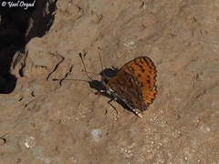 Melitaea syriaca