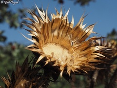 Onopordum cynarocephalum