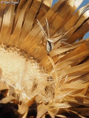 Onopordum cynarocephalum