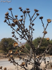 Onopordum cynarocephalum