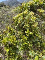 Syzygium sandwicense