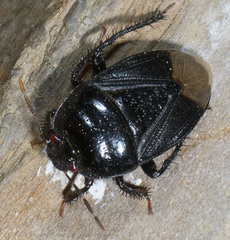 Pangaeus tuberculipes