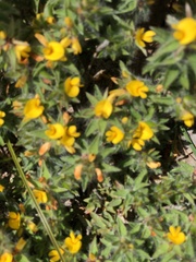 Pultenaea pedunculata