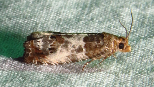 Doubleday's Notocelia Moth photo 3